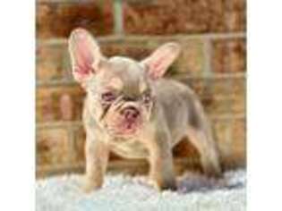 French Bulldog Puppy for sale in Dallas, TX, USA