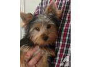 Yorkshire Terrier Puppy for sale in FORT WALTON BEACH, FL, USA