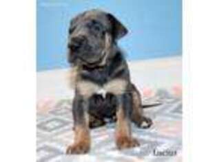 Great Dane Puppy for sale in Jamestown, KY, USA
