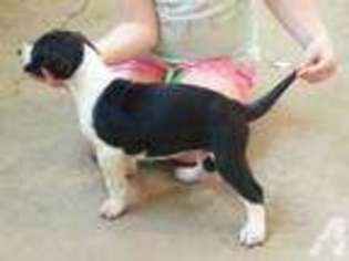 Great Dane Puppy for sale in BLOUNTSTOWN, FL, USA