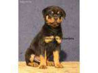 Rottweiler Puppy for sale in Holts Summit, MO, USA