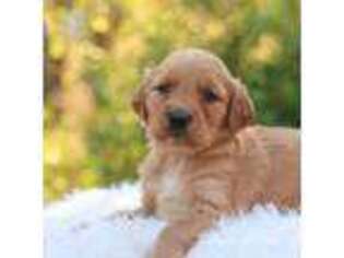 Golden Retriever Puppy for sale in Jayess, MS, USA