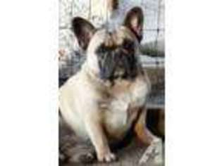 French Bulldog Puppy for sale in PLEASANTON, CA, USA