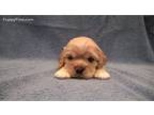 Cocker Spaniel Puppy for sale in Wauseon, OH, USA