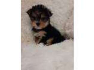 Yorkshire Terrier Puppy for sale in Gaffney, SC, USA