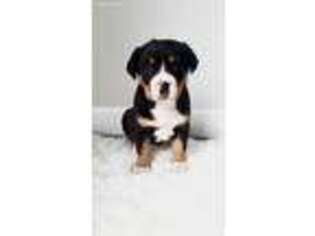 Greater Swiss Mountain Dog Puppy for sale in Reinholds, PA, USA