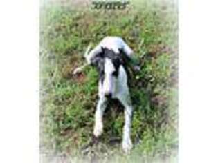Whippet Puppy for sale in Hackett, AR, USA