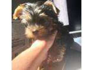 Yorkshire Terrier Puppy for sale in Roseville, CA, USA
