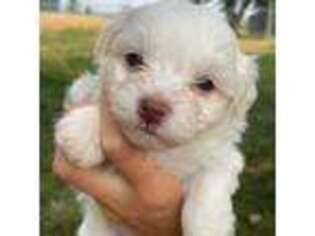 Havanese Puppy for sale in Stoughton, WI, USA
