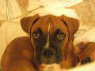 Boxer Puppy for sale in MOATSVILLE, WV, USA