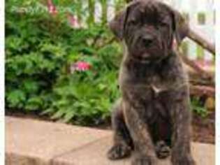 Cane Corso Puppy for sale in Mifflintown, PA, USA