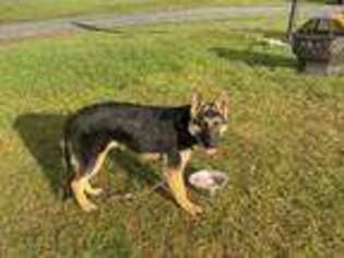 German Shepherd Dog Puppy for sale in Ellenville, NY, USA