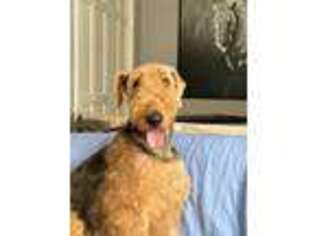 Airedale Terrier Puppy for sale in Madison, AL, USA