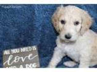 Labradoodle Puppy for sale in Vail, AZ, USA