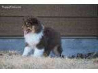 Miniature Australian Shepherd Puppy for sale in Neosho, MO, USA