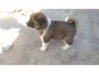 Akita Puppy for sale in Mira Loma, CA, USA