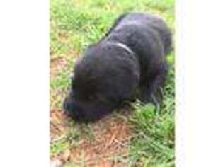 Labrador Retriever Puppy for sale in Gretna, VA, USA