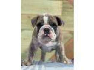Bulldog Puppy for sale in Stonewall, OK, USA