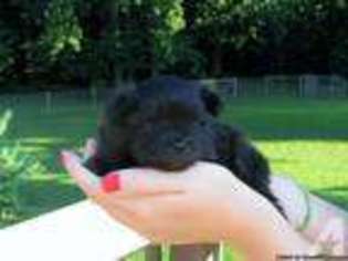 Pomeranian Puppy for sale in FREDERICK, MD, USA