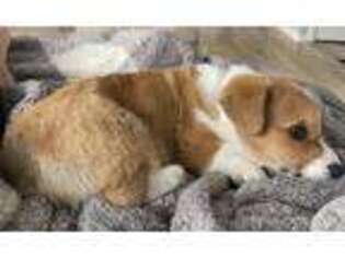 Pembroke Welsh Corgi Puppy for sale in Thornton, CO, USA