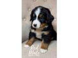 Bernese Mountain Dog Puppy for sale in Pryor, OK, USA
