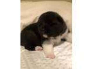 Akita Puppy for sale in Tyler, TX, USA