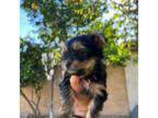 Yorkshire Terrier Puppy for sale in Santa Ana, CA, USA
