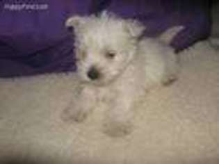 West Highland White Terrier Puppy for sale in Harrison, SD, USA