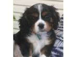 Cavalier King Charles Spaniel Puppy for sale in Liberty, SC, USA
