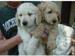 Goldendoodle Puppy for sale in RUTLEDGE, AL, USA