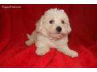Bichon Frise Puppy for sale in Woodbury, NJ, USA