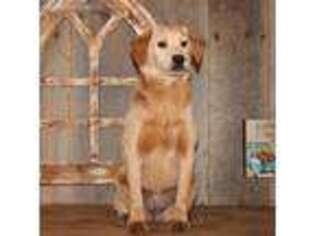 Labradoodle Puppy for sale in Koshkonong, MO, USA