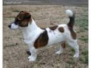 Jack Russell Terrier Puppy for sale in Ozark, AR, USA