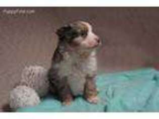 Miniature Australian Shepherd Puppy for sale in Glenmont, OH, USA