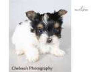 Biewer Terrier Puppy for sale in Canton, OH, USA