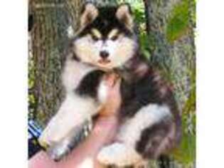Siberian Husky Puppy for sale in Yanceyville, NC, USA
