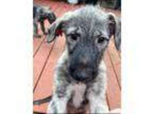 Irish Wolfhound Puppy for sale in Salem, OR, USA