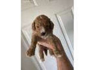 Goldendoodle Puppy for sale in Champaign, IL, USA