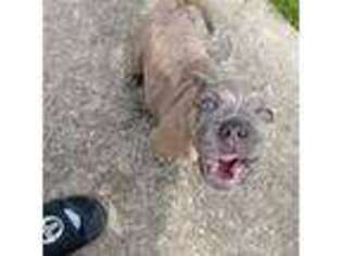 Bull Terrier Puppy for sale in Phenix City, AL, USA