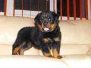 Rottweiler Puppy for sale in SPENCER, MA, USA