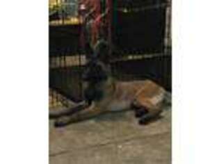 Belgian Malinois Puppy for sale in Lawrenceville, GA, USA