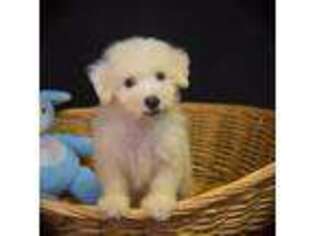 Bichon Frise Puppy for sale in Alexis, NC, USA