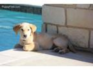 Labrador Retriever Puppy for sale in Glen Rose, TX, USA