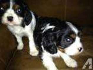 Cavalier King Charles Spaniel Puppy for sale in ASSONET, MA, USA