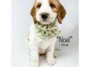 Goldendoodle Puppy for sale in Fletcher, NC, USA