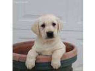 Labrador Retriever Puppy for sale in Woodburn, IN, USA