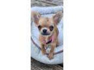 Chihuahua Puppy for sale in Nevada, IA, USA