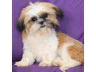 Shih-Poo Puppy for sale in Clarkson, KY, USA