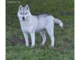 Siberian Husky Puppy for sale in Fulton, MO, USA