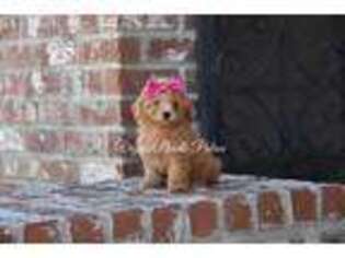 Mutt Puppy for sale in Marksville, LA, USA